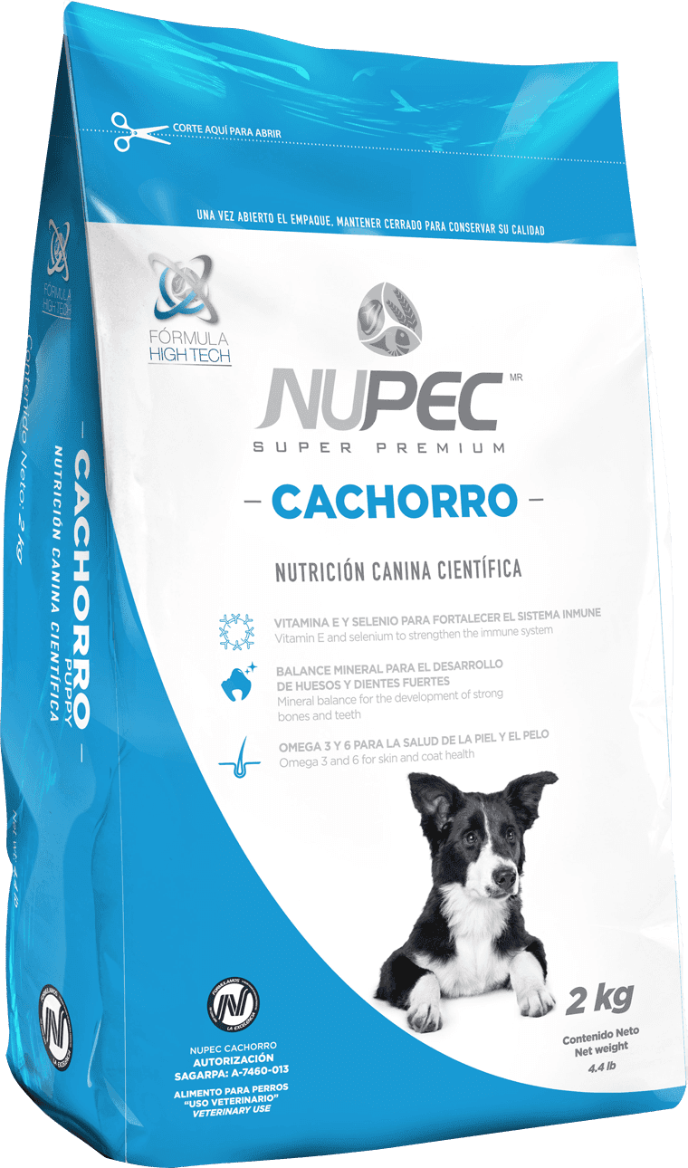 Cachorro
